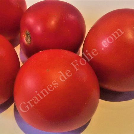  BIO TOMATE MONTFAVET