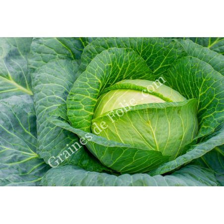  CHOU CABUS QUINTAL D'ALSACE
