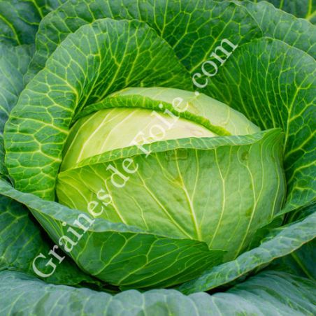 CHOU CABUS QUINTAL D'ALSACE