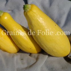 BIO COURGETTE STRAIGHTNECK