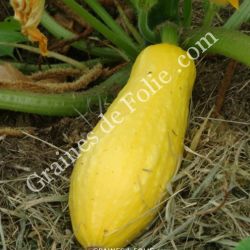 BIO COURGETTE STRAIGHTNECK