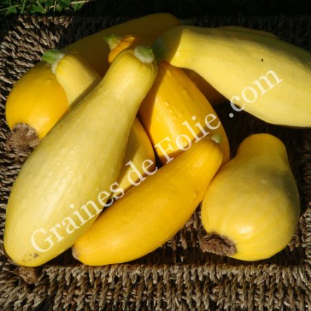 BIO COURGETTE STRAIGHTNECK