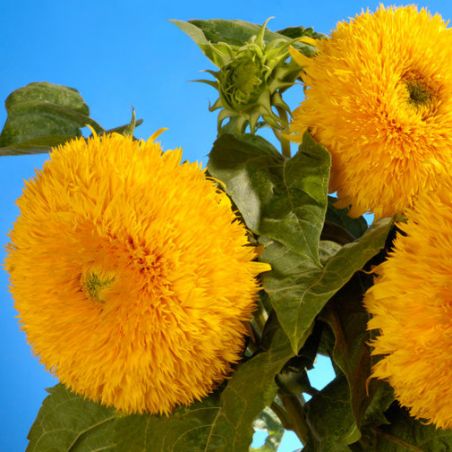  BIO TOURNESOL GEANT SUNGOLD grosses fleurs doubles