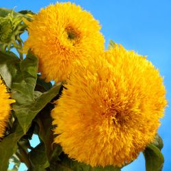  BIO TOURNESOL GEANT SUNGOLD grosses fleurs doubles