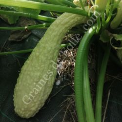  BIO COURGETTE POP CORN