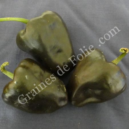  BIO PIMENT CHILHUACLE NEGRO