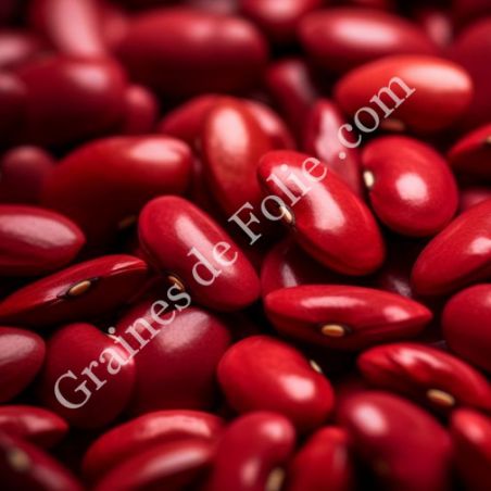  BIO HARICOT NAIN CANADIEN ROUGE chili salades mexicaines