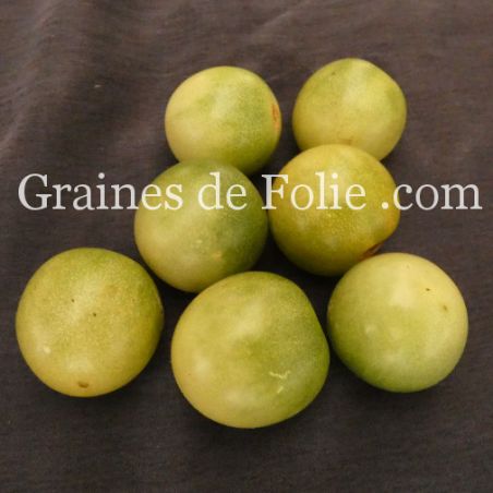 BIO TOMATE GREEN DOCTOR'S FROSTED