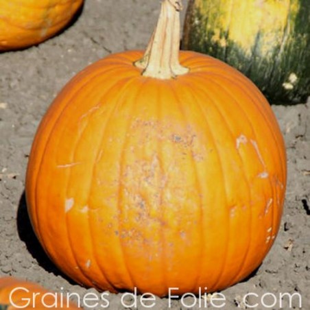 Potiron JACK O LANTERN graines semences anciennes halloween