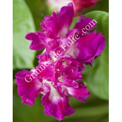  IPOMEE SUNRISE SERENADE Ipomoea imperialis rose