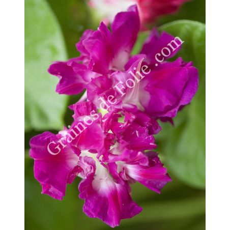  IPOMEE SUNRISE SERENADE Ipomoea imperialis rose
