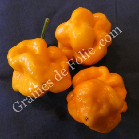 BIO PIMENT CAROLINA REAPER JAUNE  BIO PIMENT CAROLINA REAPER JAUNE