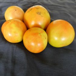 BIO TOMATE LONG KEEPER