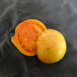 BIO TOMATE LONG KEEPER