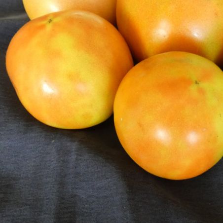 BIO TOMATE LONG KEEPER