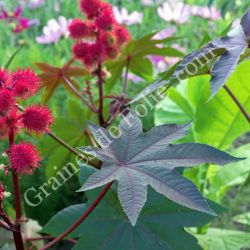  RICIN HONOLULU Ricinus communis plante tropicale rustique