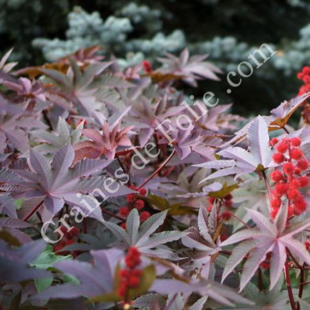  RICIN HONOLULU Ricinus communis plante tropicale rustique