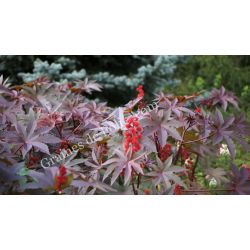  RICIN HONOLULU Ricinus communis plante tropicale rustique