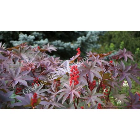 RICIN HONOLULU Ricinus communis plante tropicale rustique