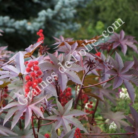  RICIN HONOLULU Ricinus communis plante tropicale rustique