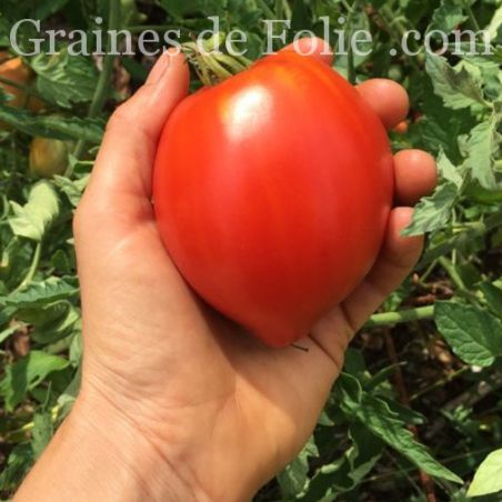 BIO TOMATE COEUR DE BOEUF REIF RED BIO TOMATE COEUR DE BOEUF REIF RED