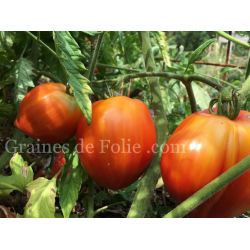  BIO TOMATE COEUR DE BOEUF REIF RED
