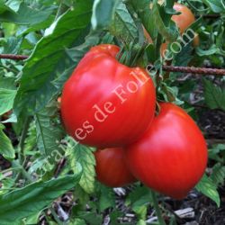  BIO TOMATE COEUR DE BOEUF REIF RED