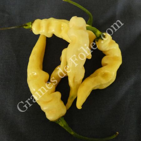 BIO PIMENT MURUPI AMARELA  BIO PIMENT MURUPI AMARELA