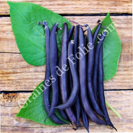  HARICOT NAIN AMETHYST