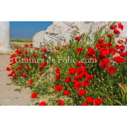  PAVOT TULIPE Papaver glaucum coquelicot turc