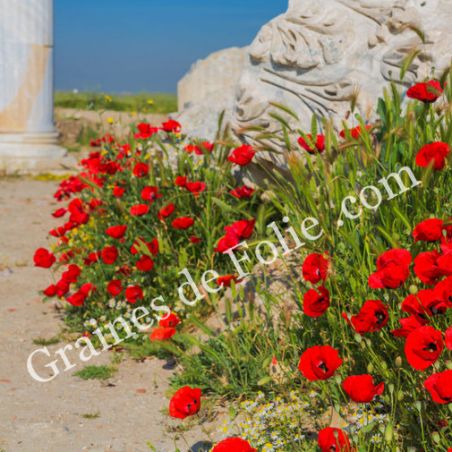  PAVOT TULIPE Papaver glaucum coquelicot turc