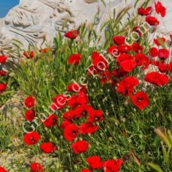  PAVOT TULIPE Papaver glaucum coquelicot turc