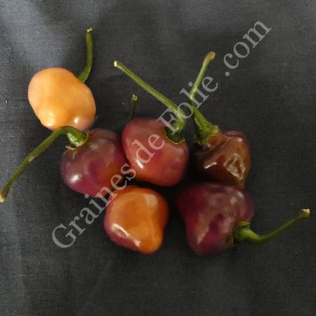  BIO PIMENT CHEIRO ROXA