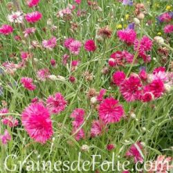 CENTAUREE ROUGE bio graines fleurs champêtres