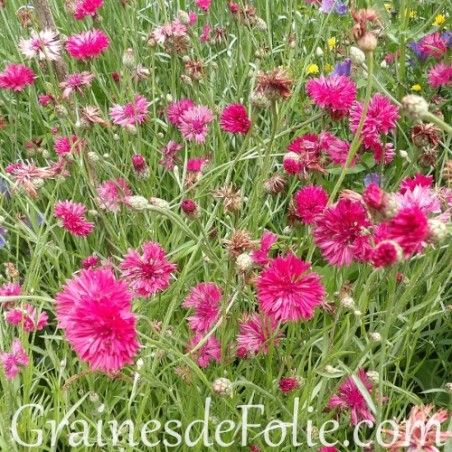 CENTAUREE ROUGE bio graines fleurs champêtres