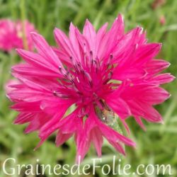 CENTAUREE ROUGE bio graines fleurs champêtres