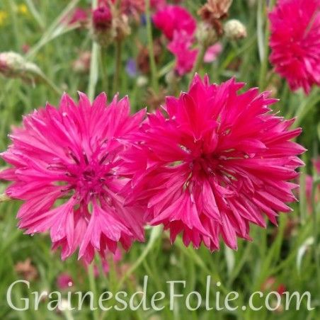 CENTAUREE ROUGE bio graines fleurs champêtres