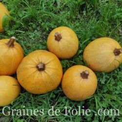 COURGE melonnette JASPEE DE VENDEE graines semences anciennes bio