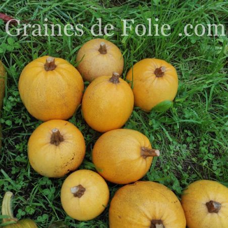 COURGE melonnette JASPEE DE VENDEE graines semences anciennes bio