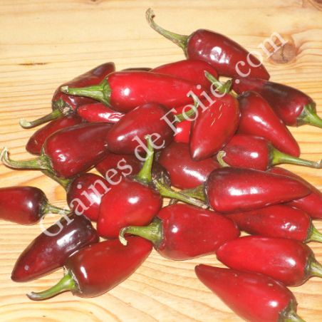 PIMENT BLACK HUNGARIAN graines bio variété ancienne samen