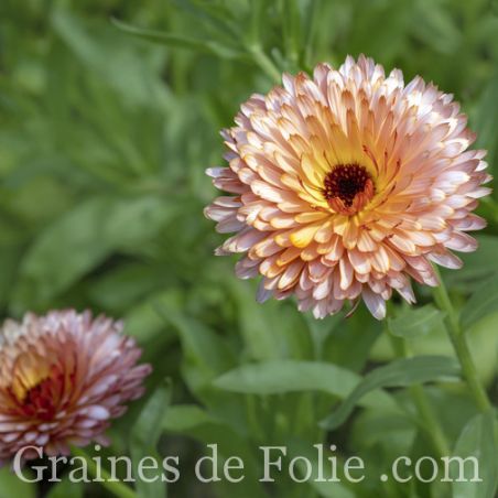 SOUCI ORANGE FLASH calendula officinalis fleurs doubles