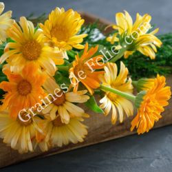 SOUCI NAIN DAISY MIX calendula officinalis graines