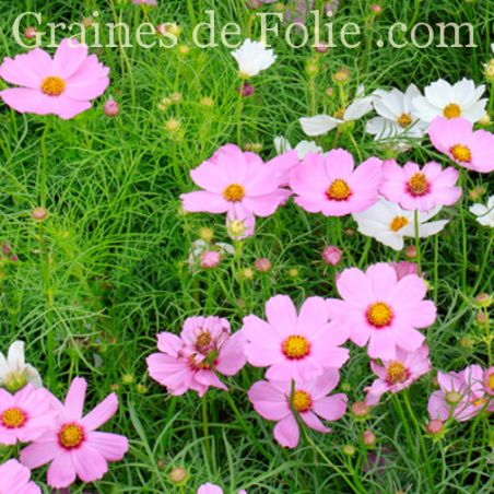 COSMOS CANDYFLOSS PINK SUNRISE ( barbe à papa ) graines