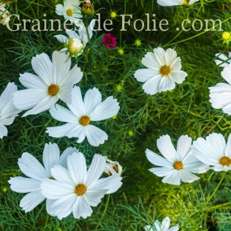 COSMOS CANDYFLOSS BLANC ( barbe à papa ) graines semi seeds samen