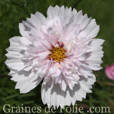 COSMOS DOUBLE DUTCH BLANC graines fleurs semilla seeds semi samen
