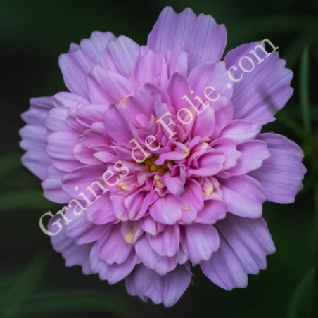 COSMOS DOUBLE DUTCH ROSE graines fleurs seeds semilla samen zaden
