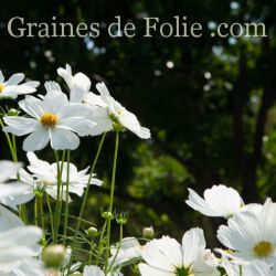COSMOS GAZEBO BLANC graines fleurs