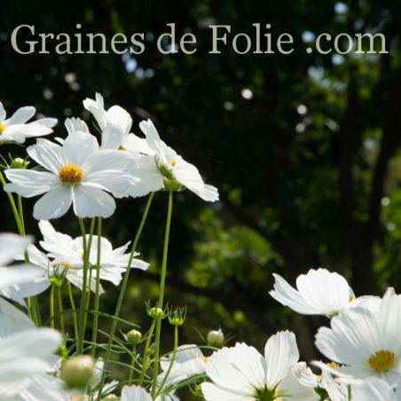 COSMOS GAZEBO BLANC graines fleurs