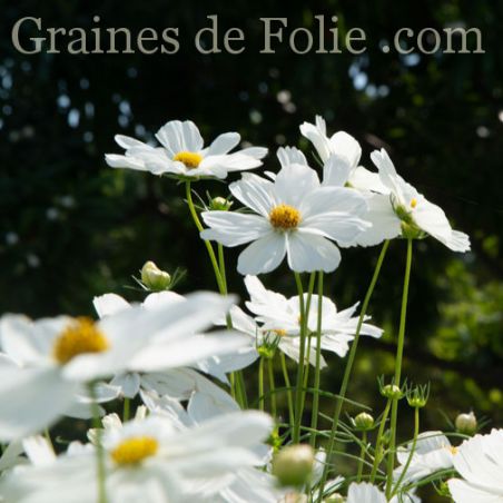 COSMOS GAZEBO BLANC graines fleurs