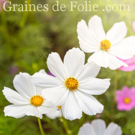 COSMOS VERSAILLES BLANC très grandes fleurs graines